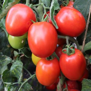 Process Tomato