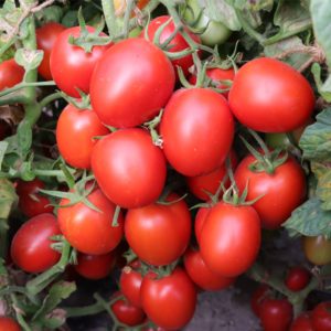 Determinate Saladette Tomato