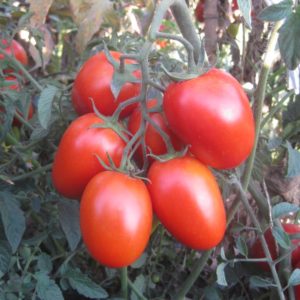lndeterminate Saladette Tomato