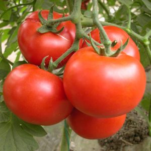 Indeterminate Round Tomato-Red