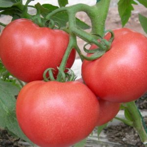 Indeterminate Round Tomato-Pink