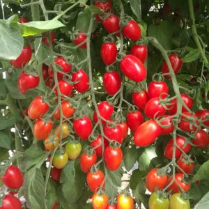 Cherry Tomato