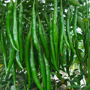 Hot Pepper