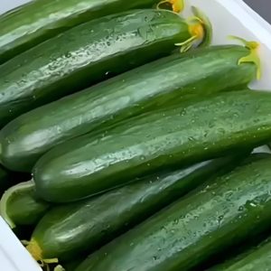 Cucumber