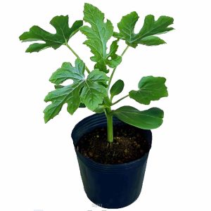 Rootstock