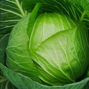 Cabbage