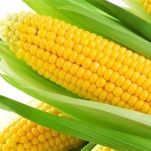 Sweet Corn